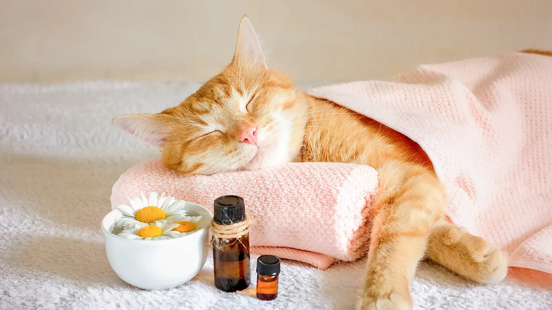 Un chat se repose